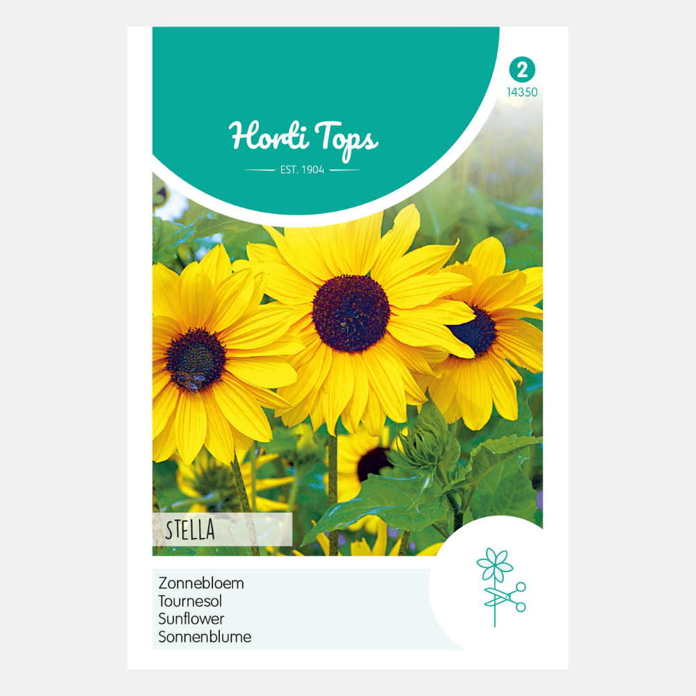 Sunflower 'Yellow Stella Miniature'