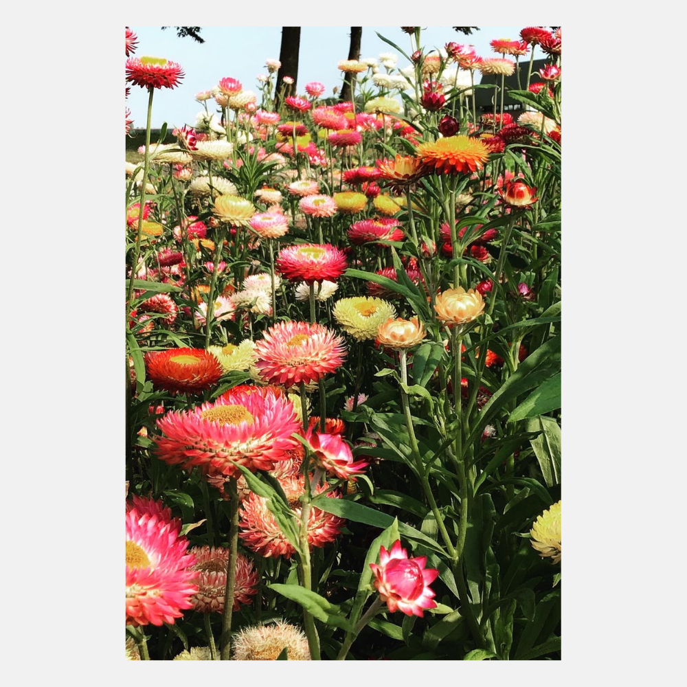 Immortelle basse 'Tom Thumb'