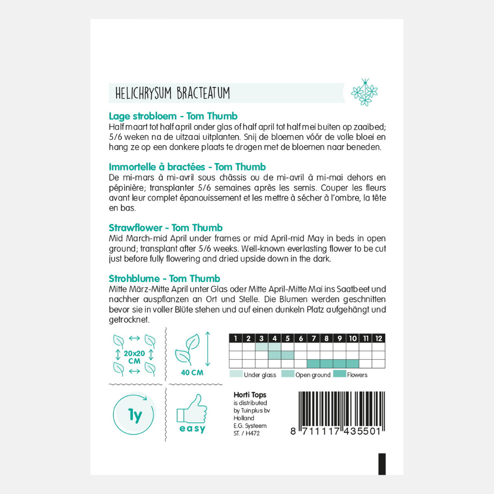 Immortelle basse 'Tom Thumb'