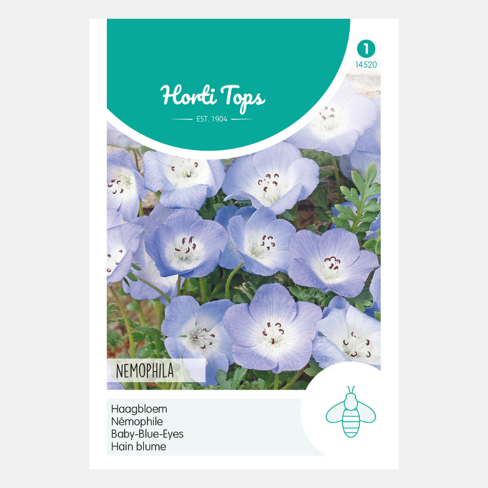 Fleur de haie bleu ciel