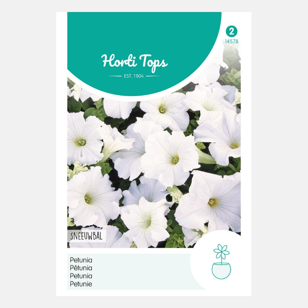 Pétunia Nana Compacta 'Snowball'