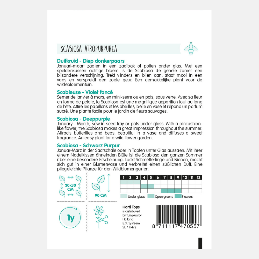 Scabieuse 'violet foncé profond'