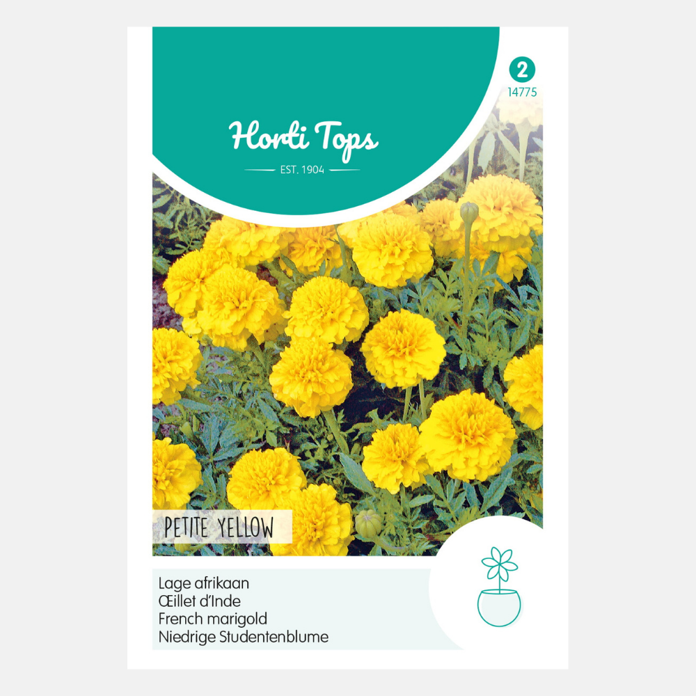 Soucis 'Petite Yellow'