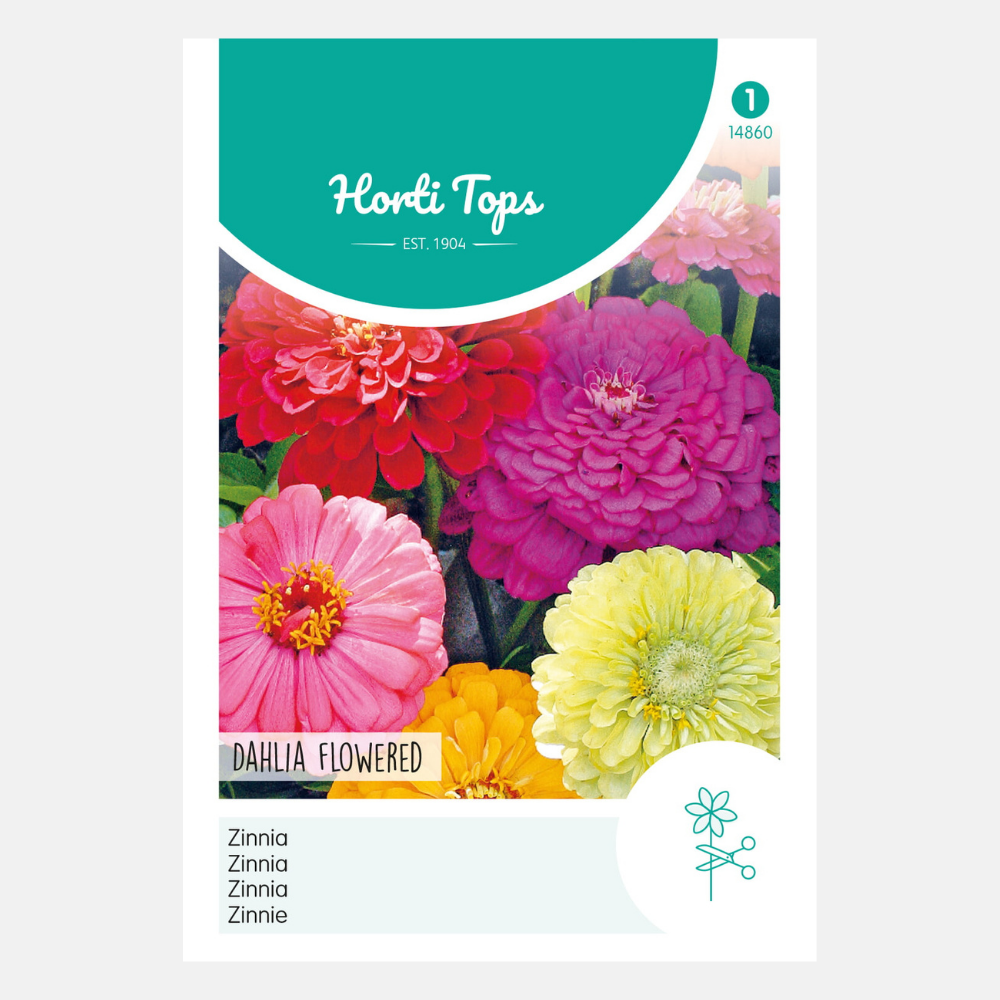 Zinnia 'Dahlia flowered'