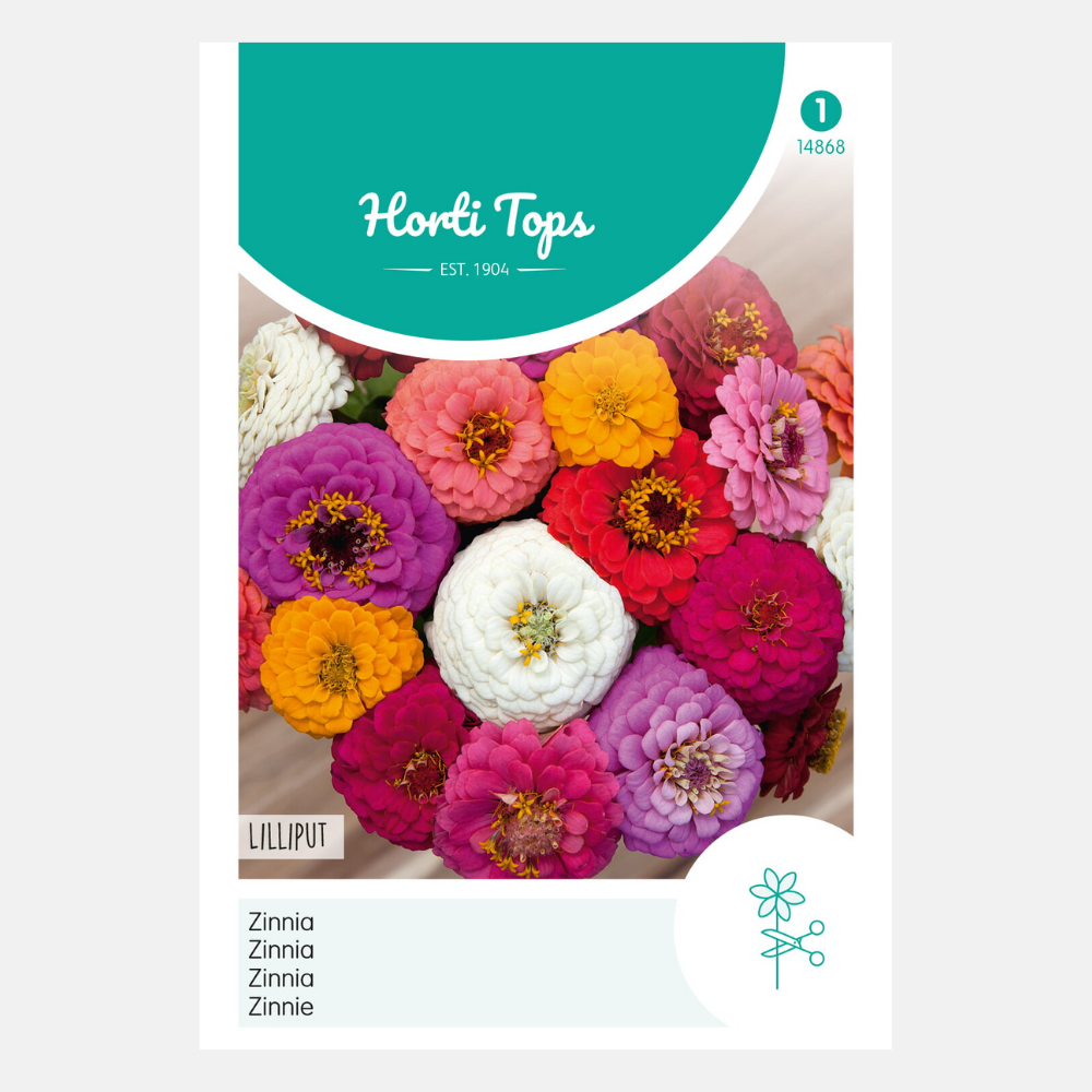 Zinnia 'Liliput/Pompon' - fleur double, mixte