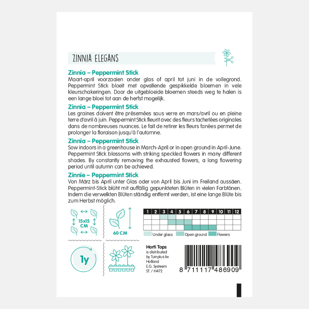 Zinnia 'Peppermint Stick' - en mélange