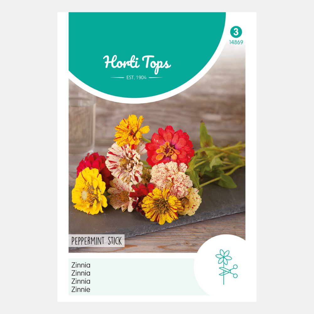 Zinnia 'Peppermint Stick' - en mélange