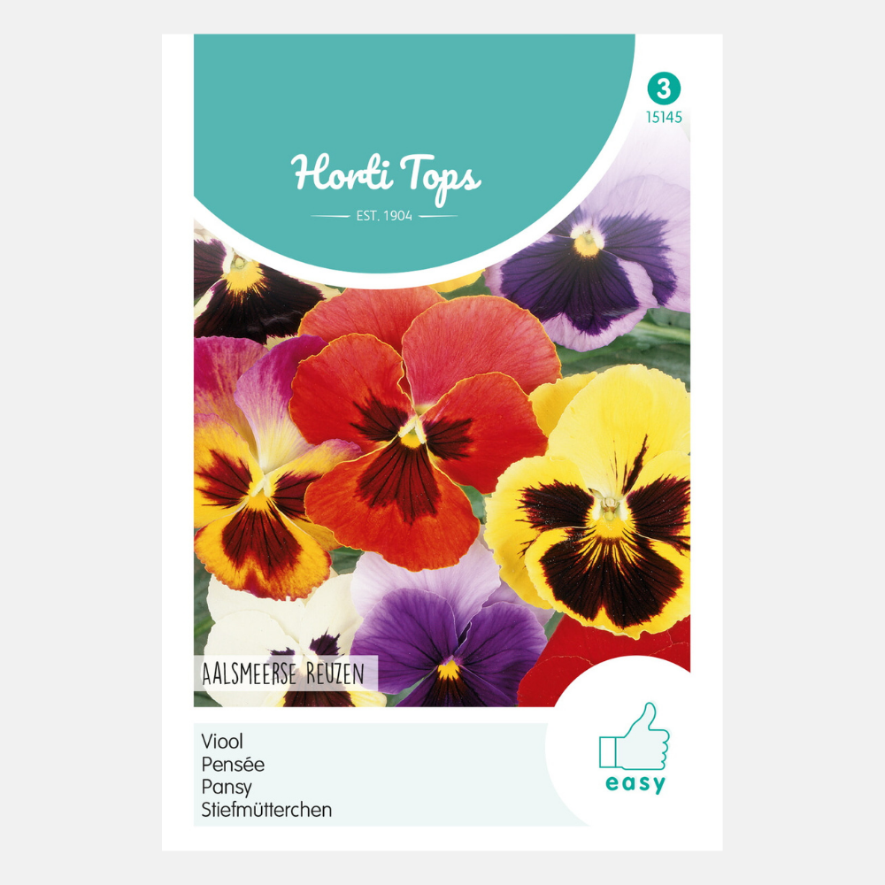 Violin 'Aalsmeer Giants'