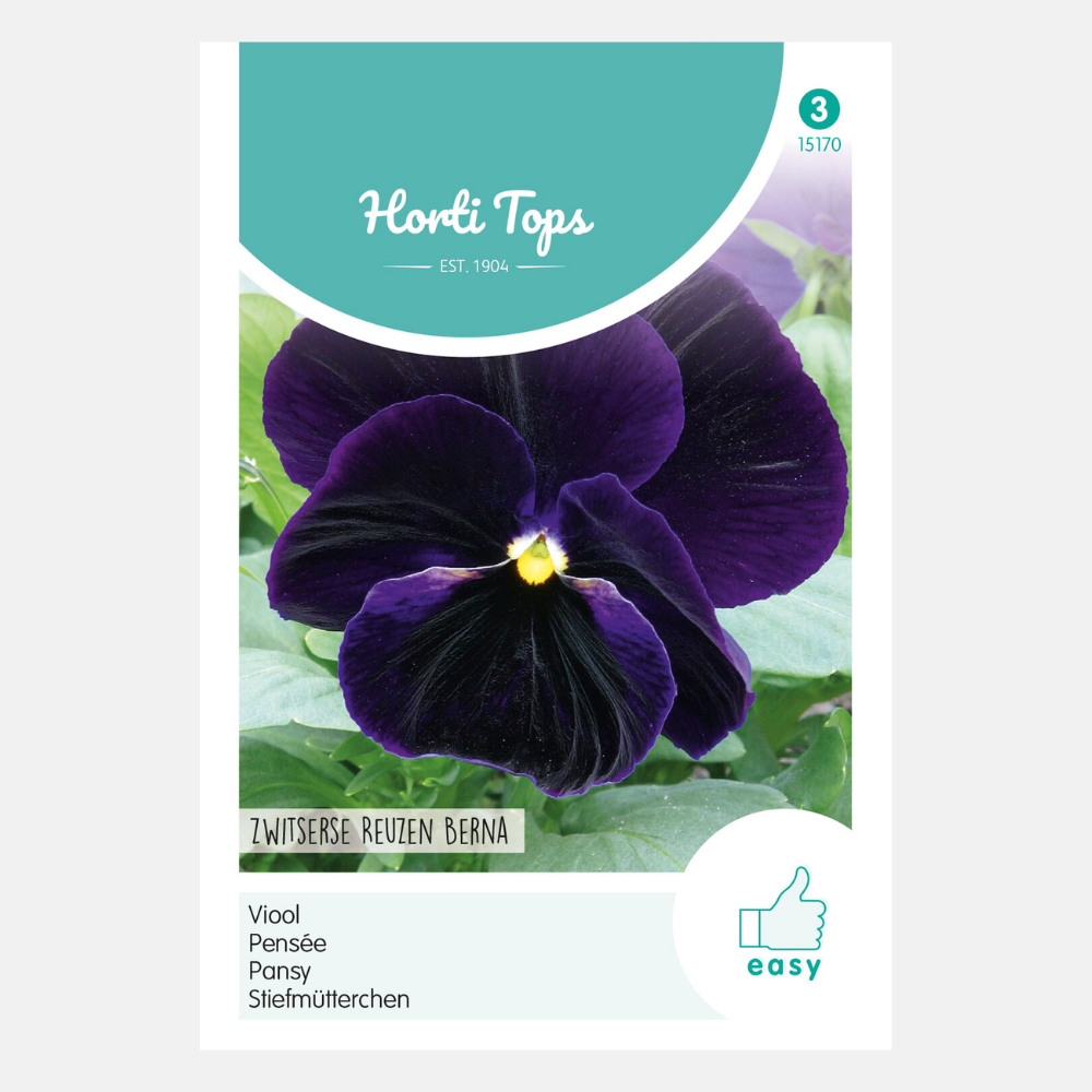 Violette 'Swiss Giant Berna'