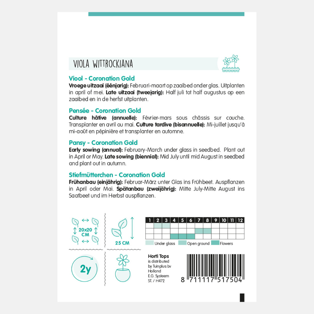 Violet 'Coronation Gold'