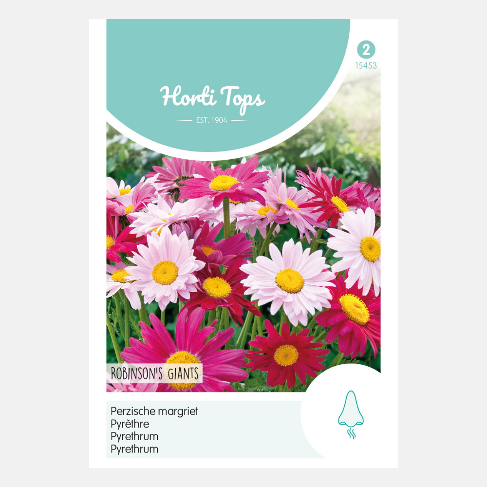 Persian daisy 'Robinson's Giants'