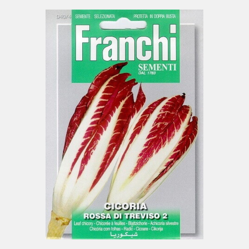 Chicory 'Cicoria Rossa Di Treviso'
