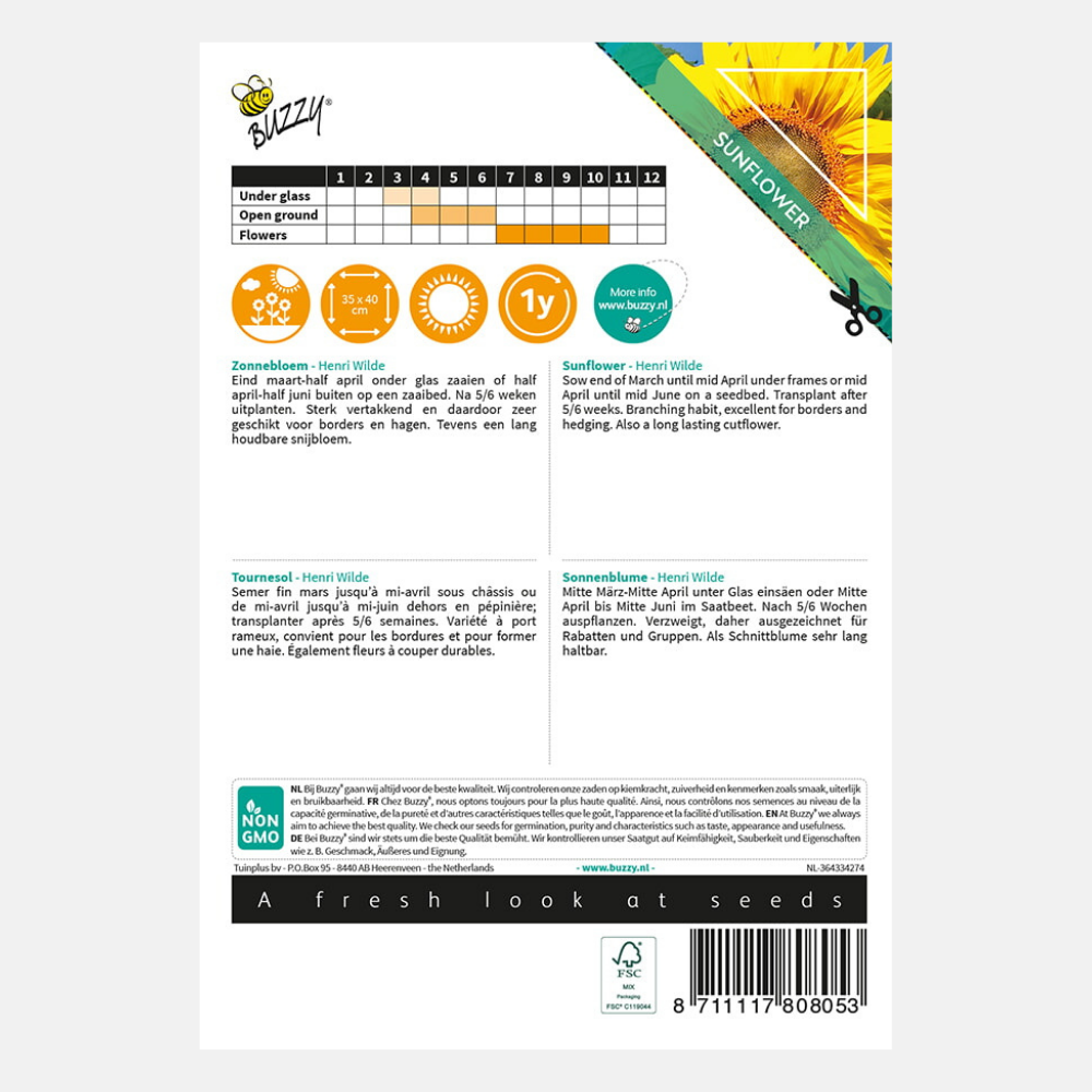 Sunflower 'King Kong'