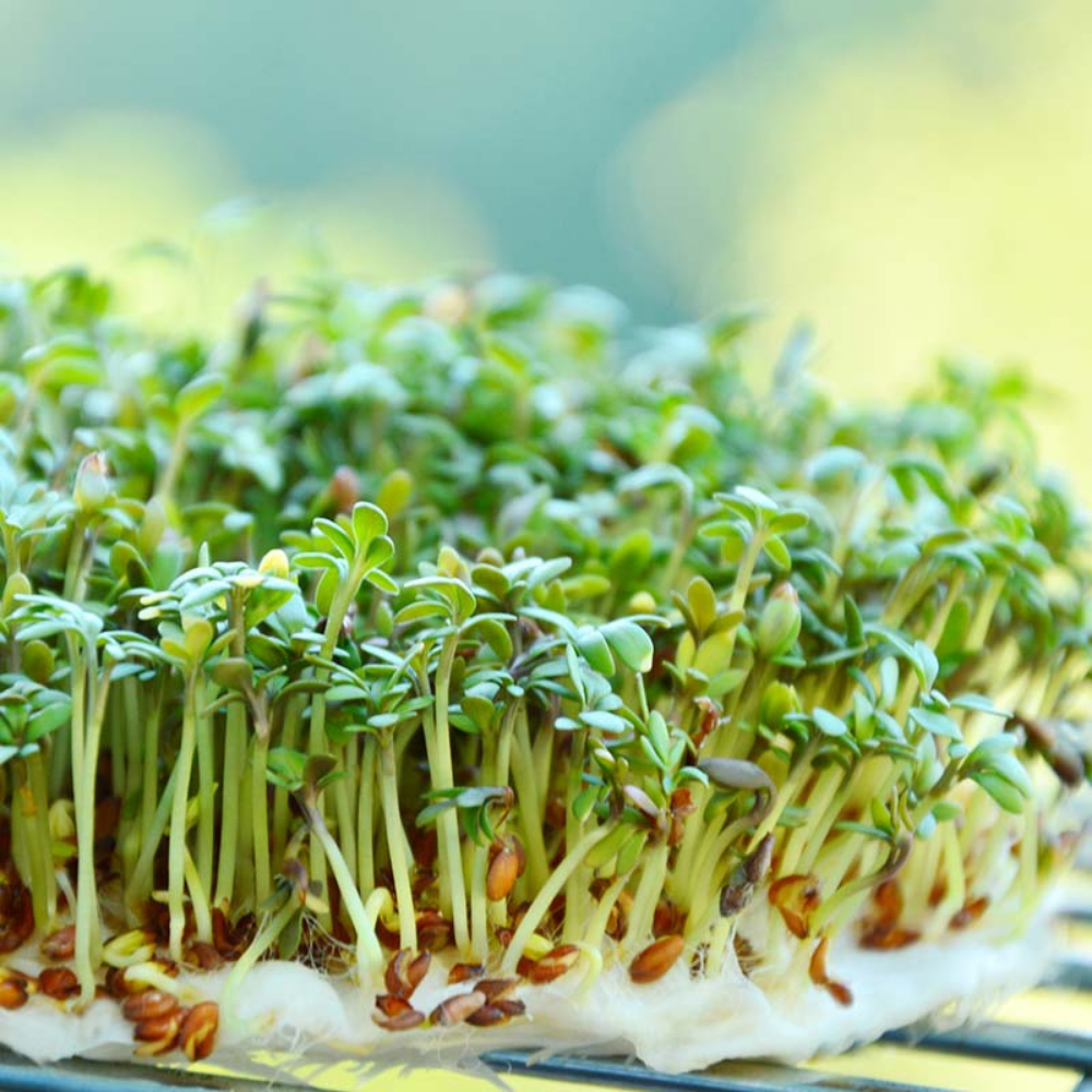 Cresson - Légumes à germer BIO