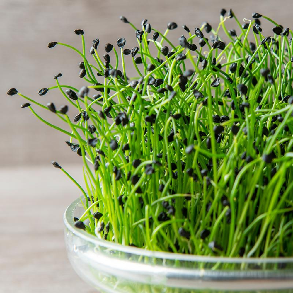 Ciboulette chinoise - Pousses bio