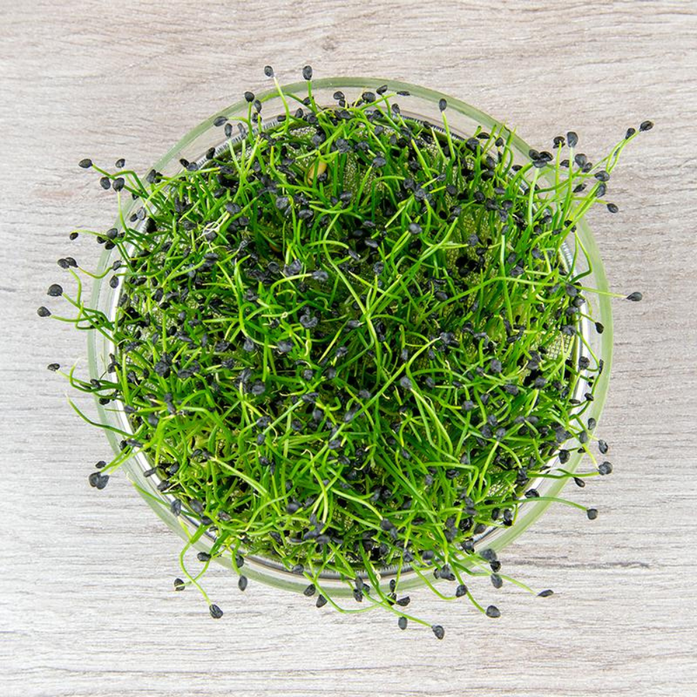 Ciboulette chinoise - Pousses bio