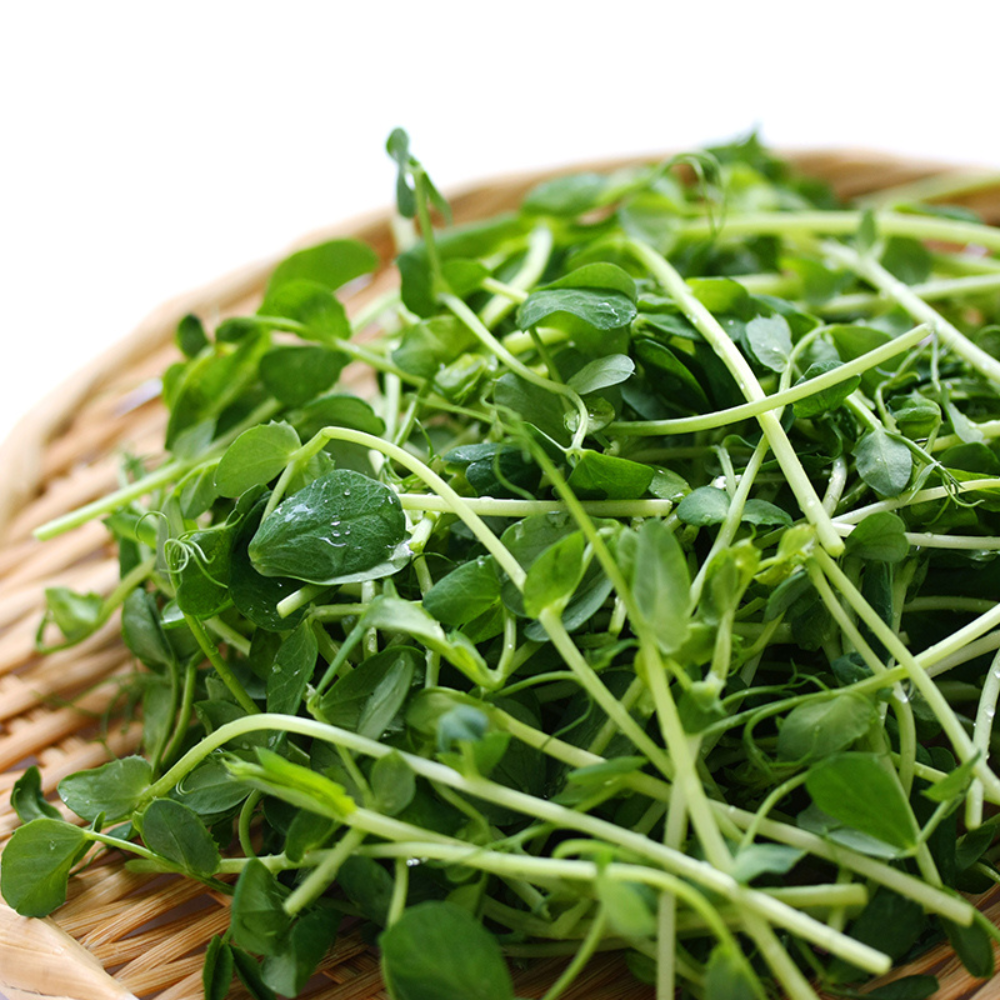 Petit pois - Pousses biologiques