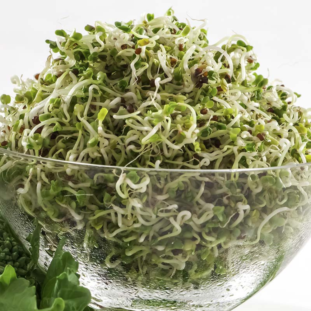 Feuilles de navet - Pousses biologiques