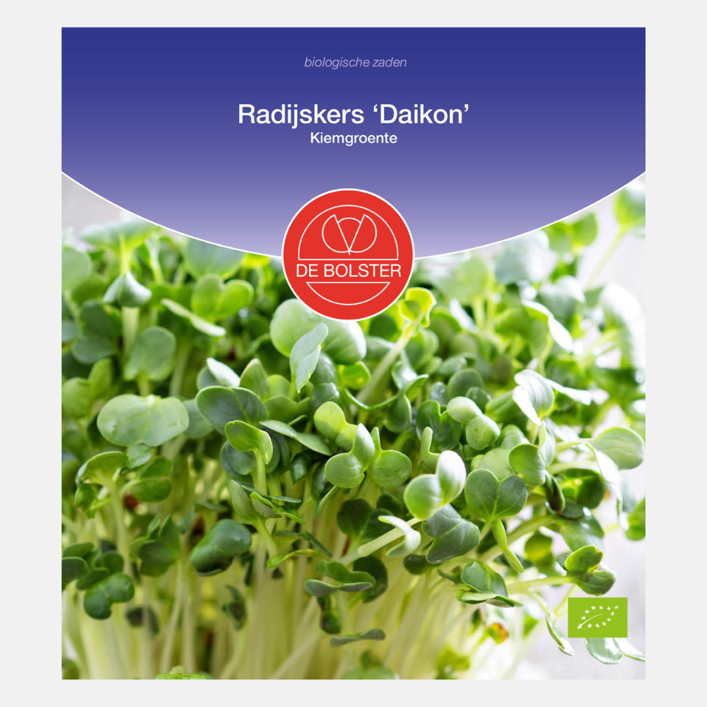 Radis cerise 'Daikon' - Pousses bio