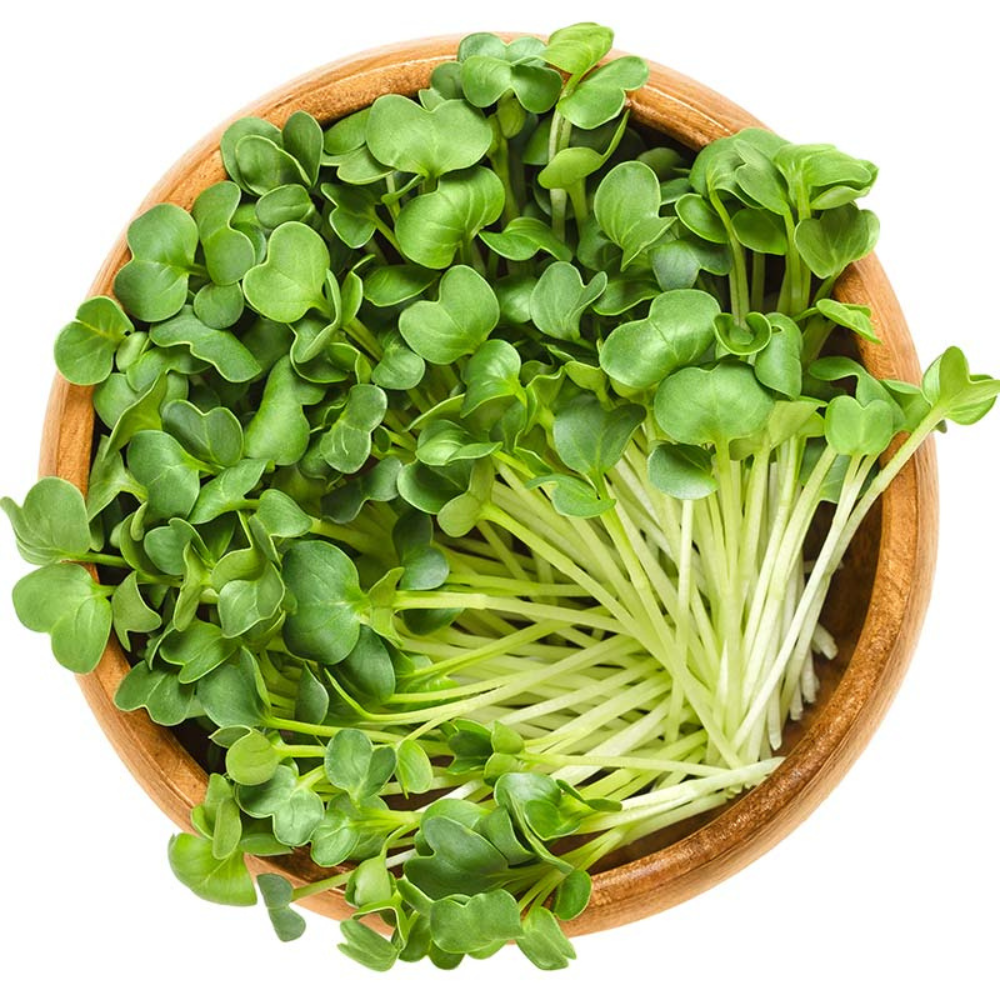 Radis cerise 'Daikon' - Pousses bio