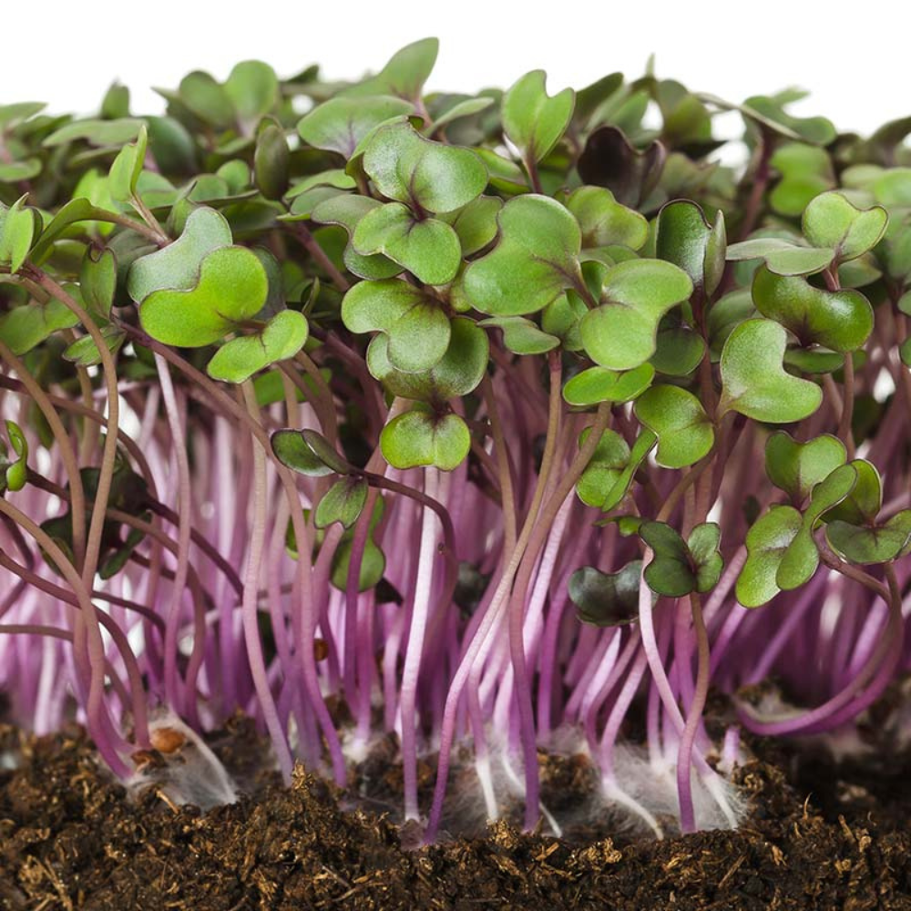 Red cabbage - Sprouts BIO