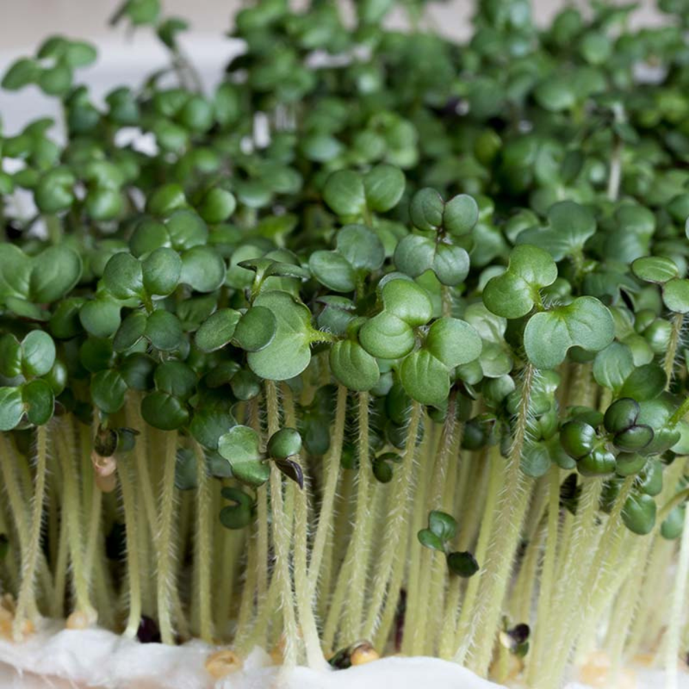 Mustard cress - Sprouts BIO