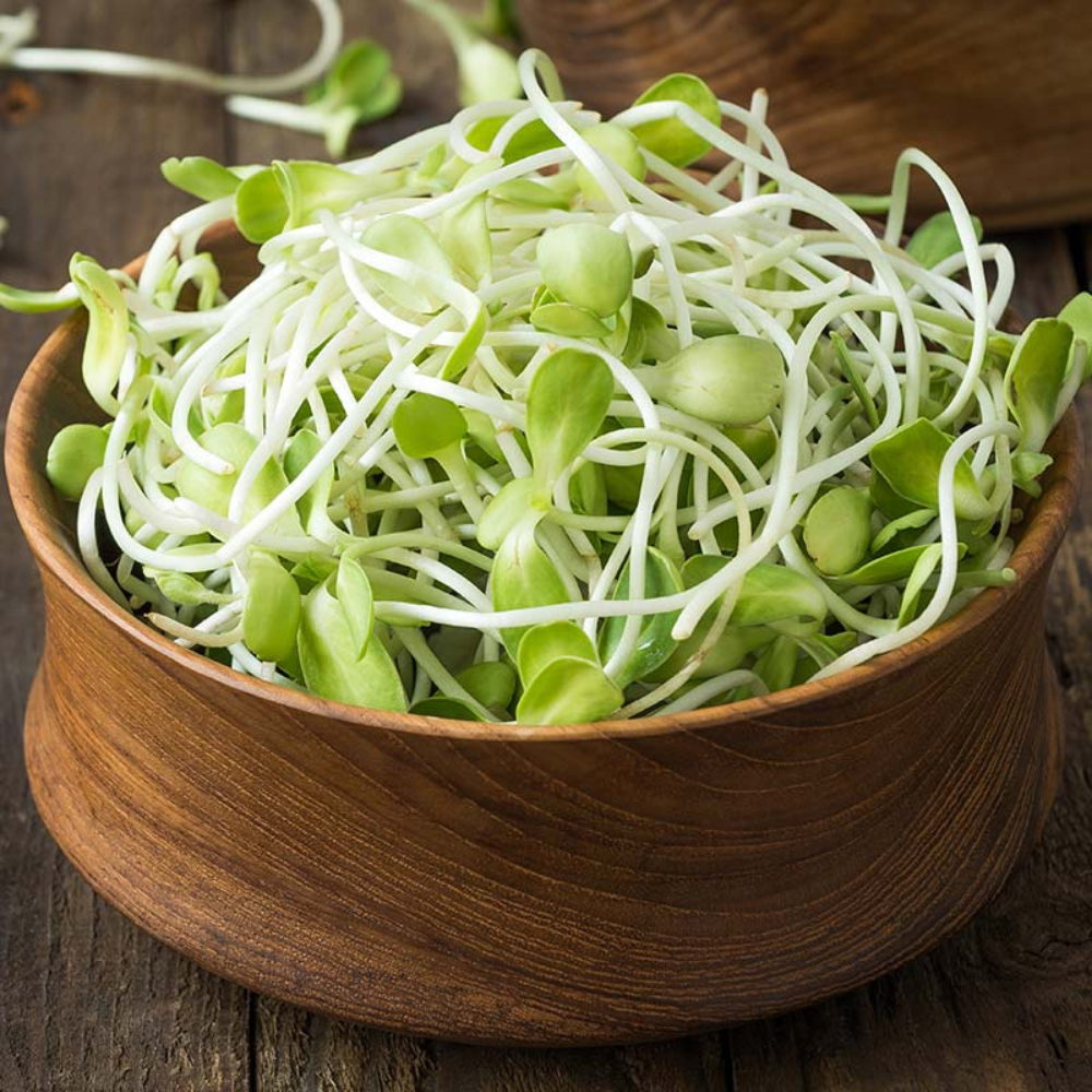 Sunflower - Sprouts BIO