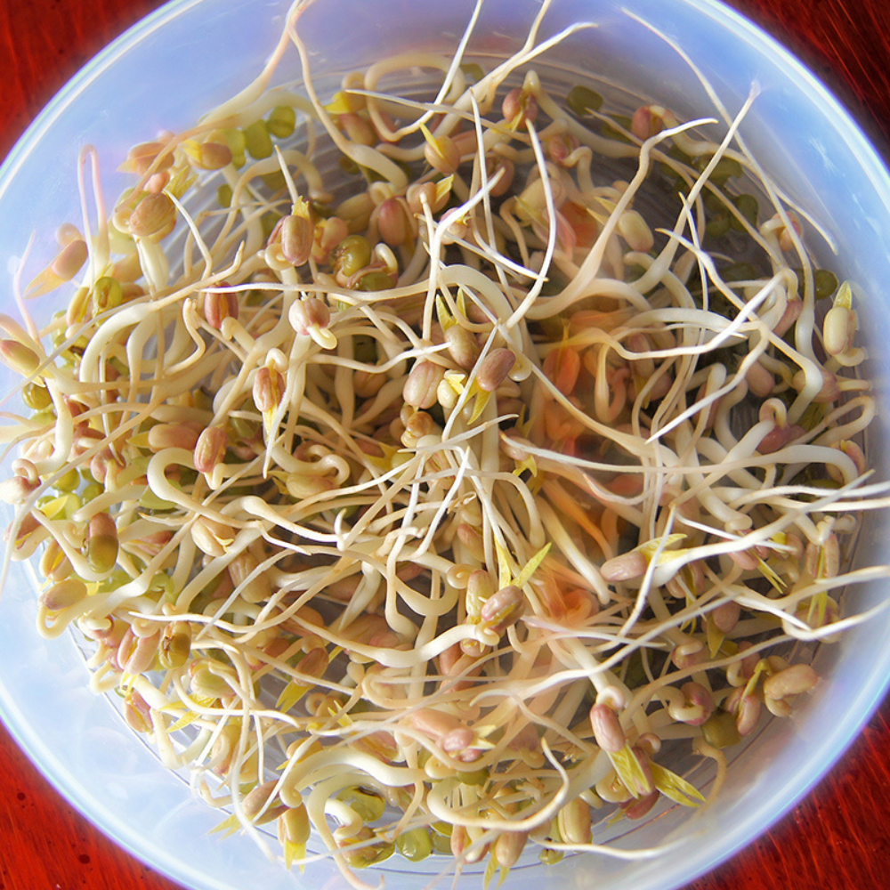 Germes de soja - Légumes à germer BIO