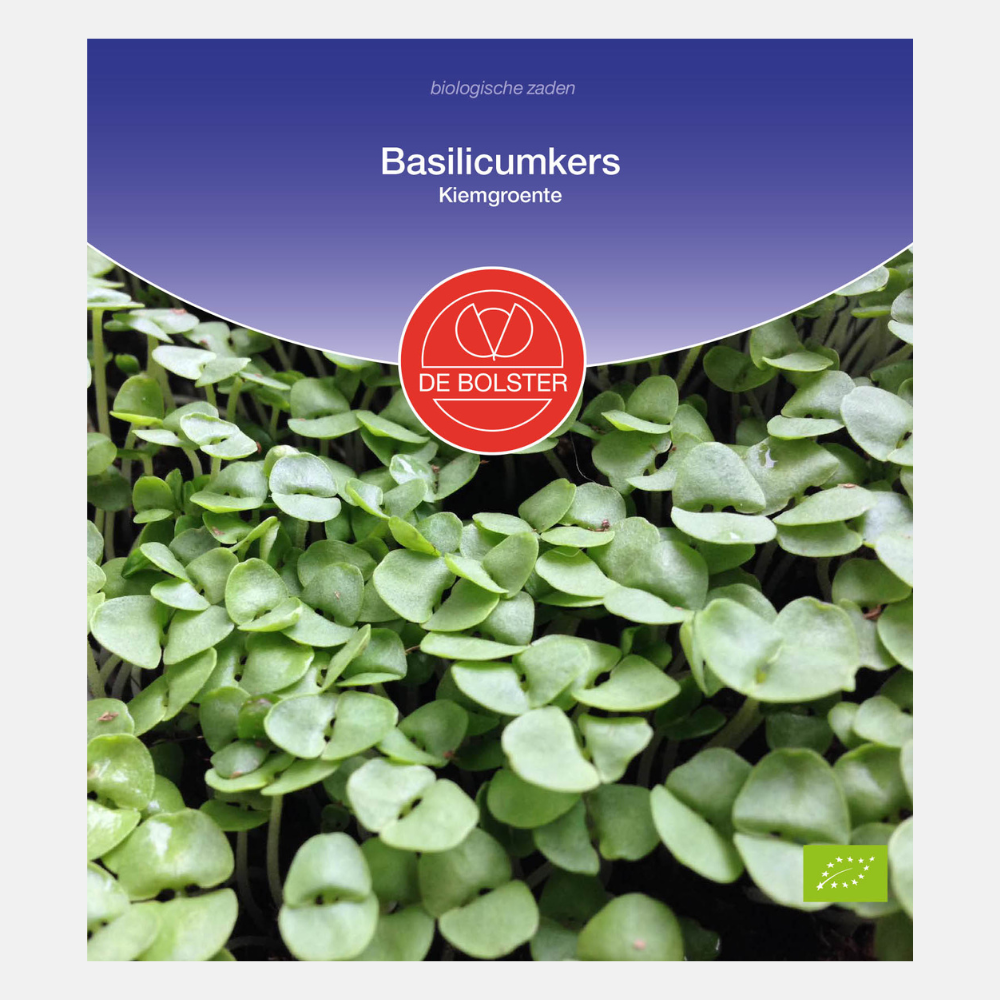 Basilic cerise - Pousses bio