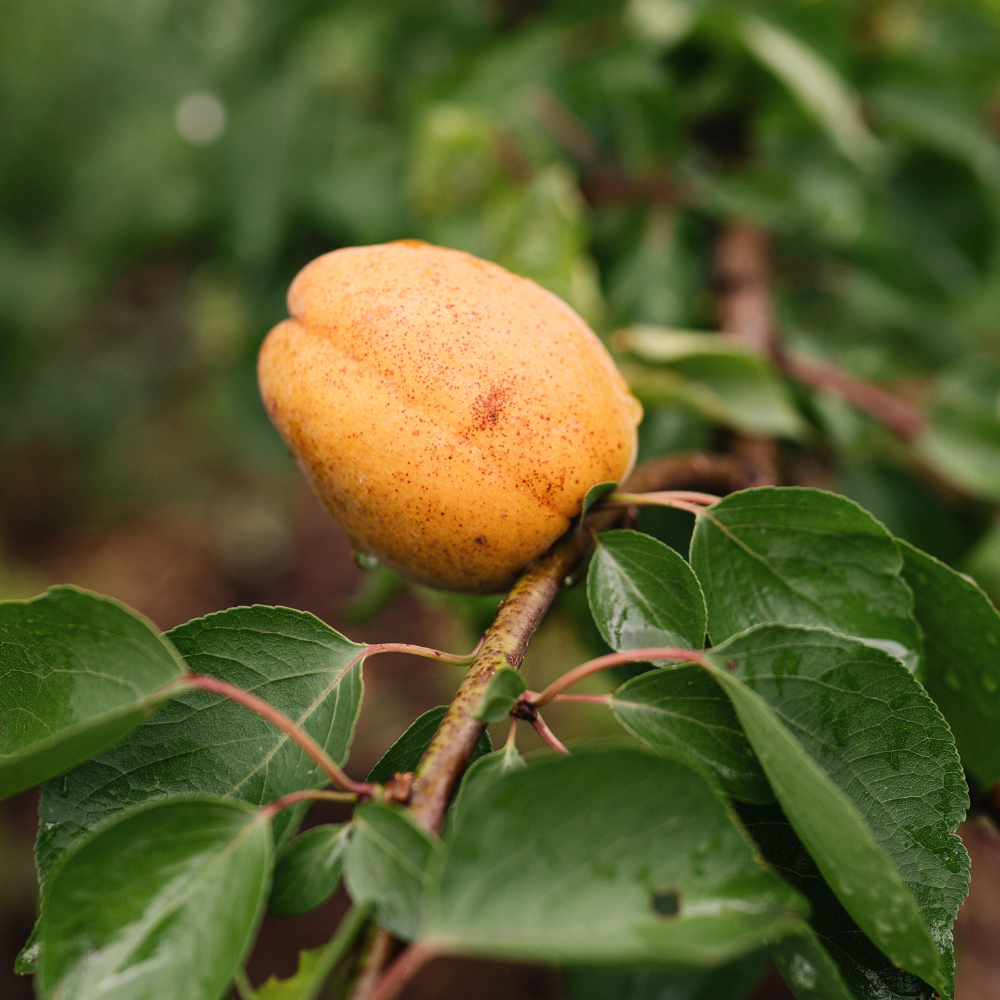 Apricot tree 'Goldrich' BIO - Curl disease resistant