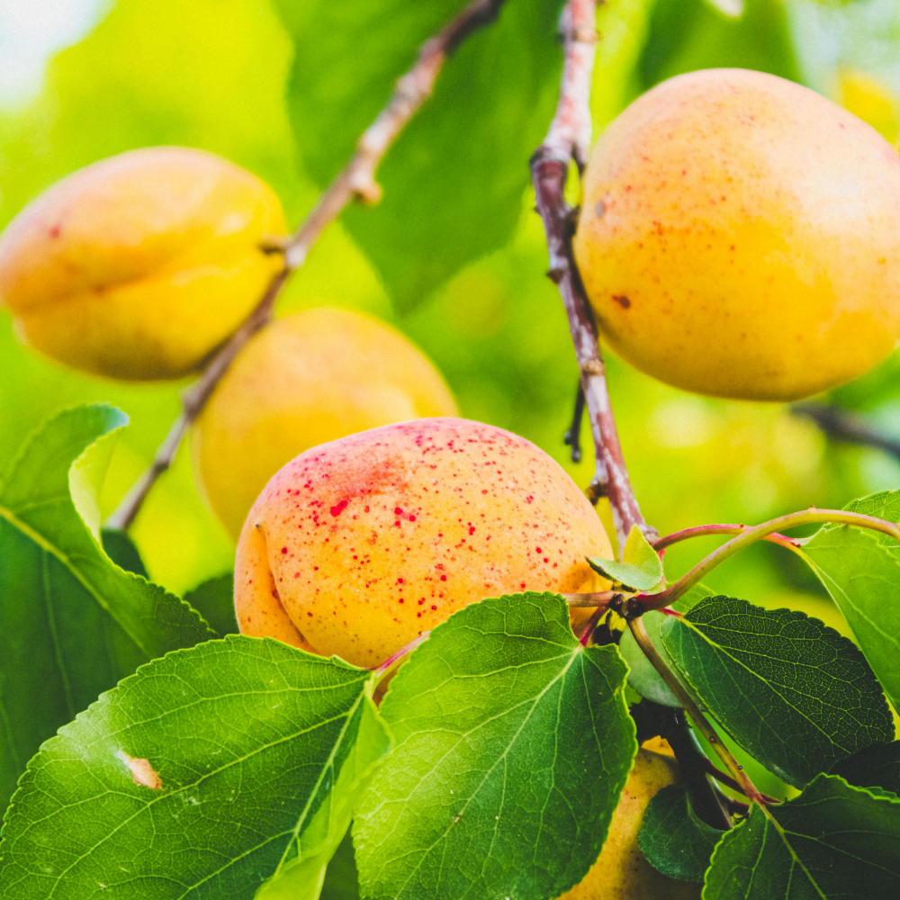 Abricotier 'Bergeron' Patio