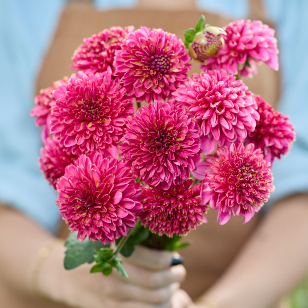 Dahlia 'Alyshia'