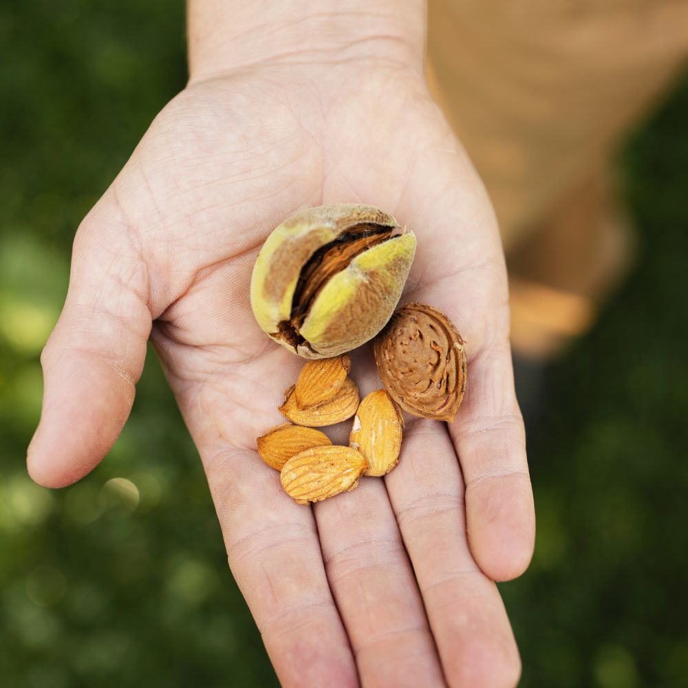 Amandier 'Robijn' - Racine nue