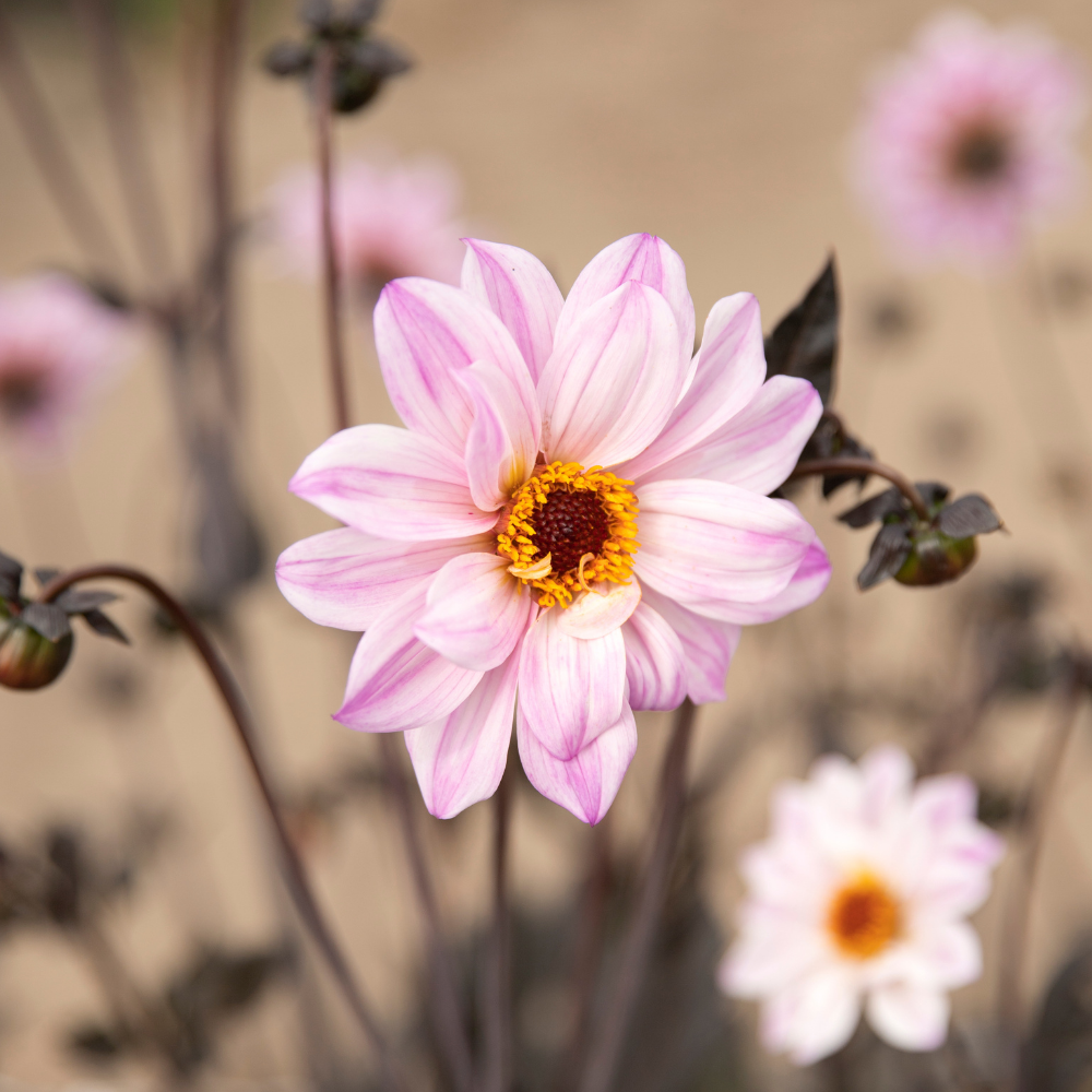 Dahlia pakket XXXXL pakket (met al onze 56 soorten)