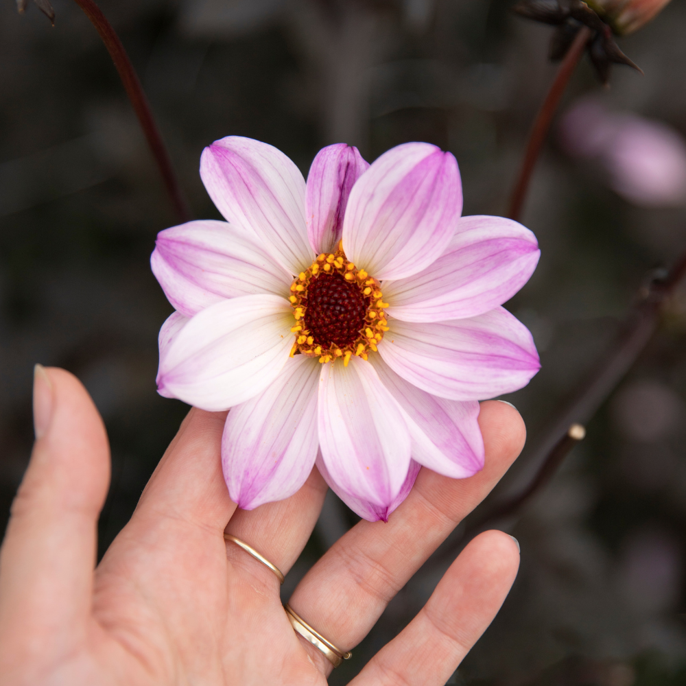 Dahlia 'Évêque de Leicester'