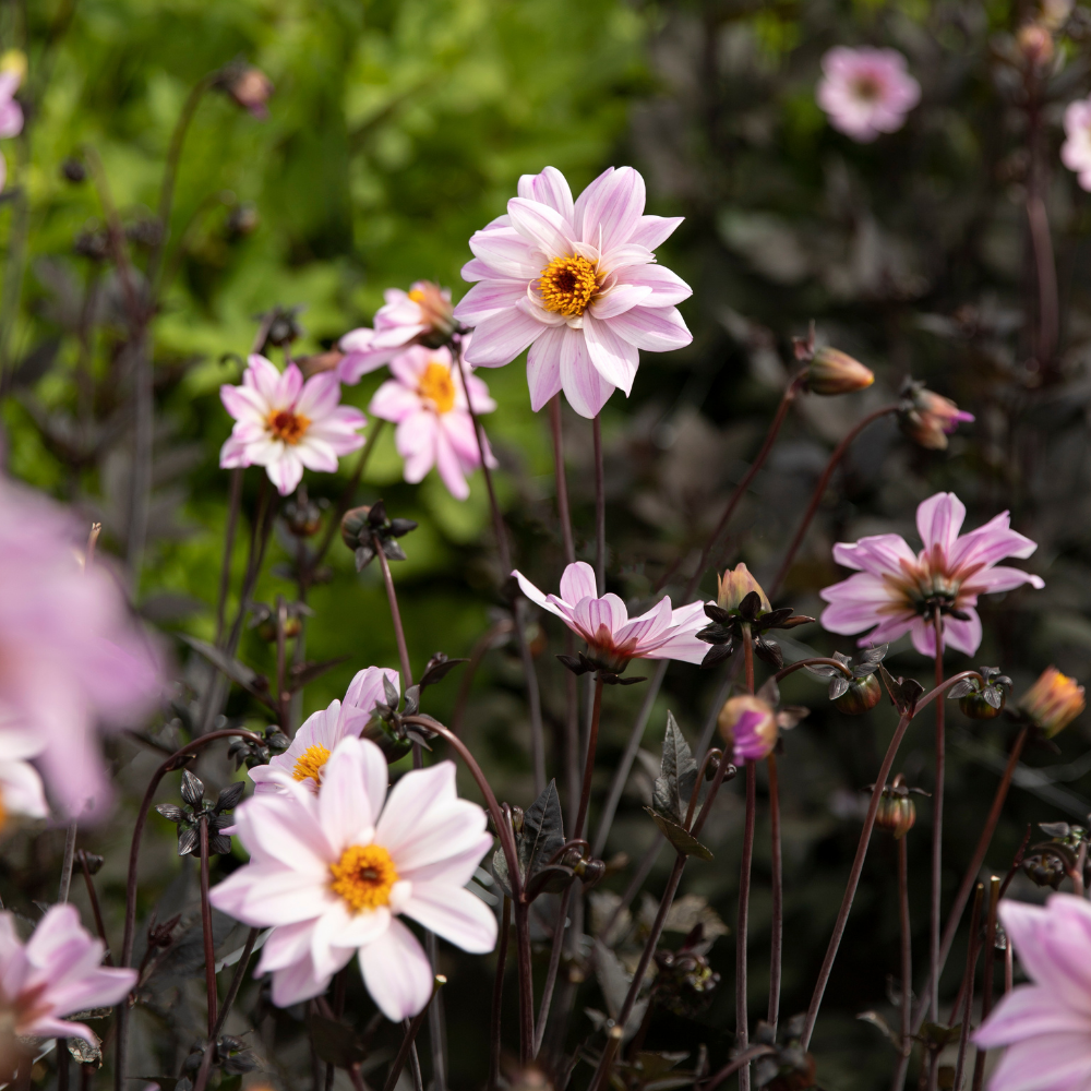 Dahlia 'Évêque de Leicester'