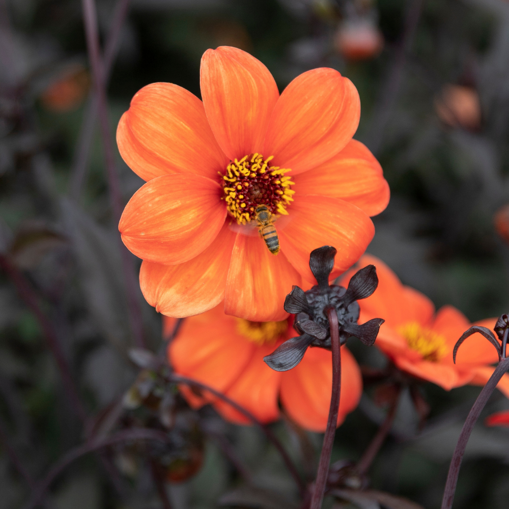Dahlia pakket XXXXL pakket (met al onze 56 soorten)