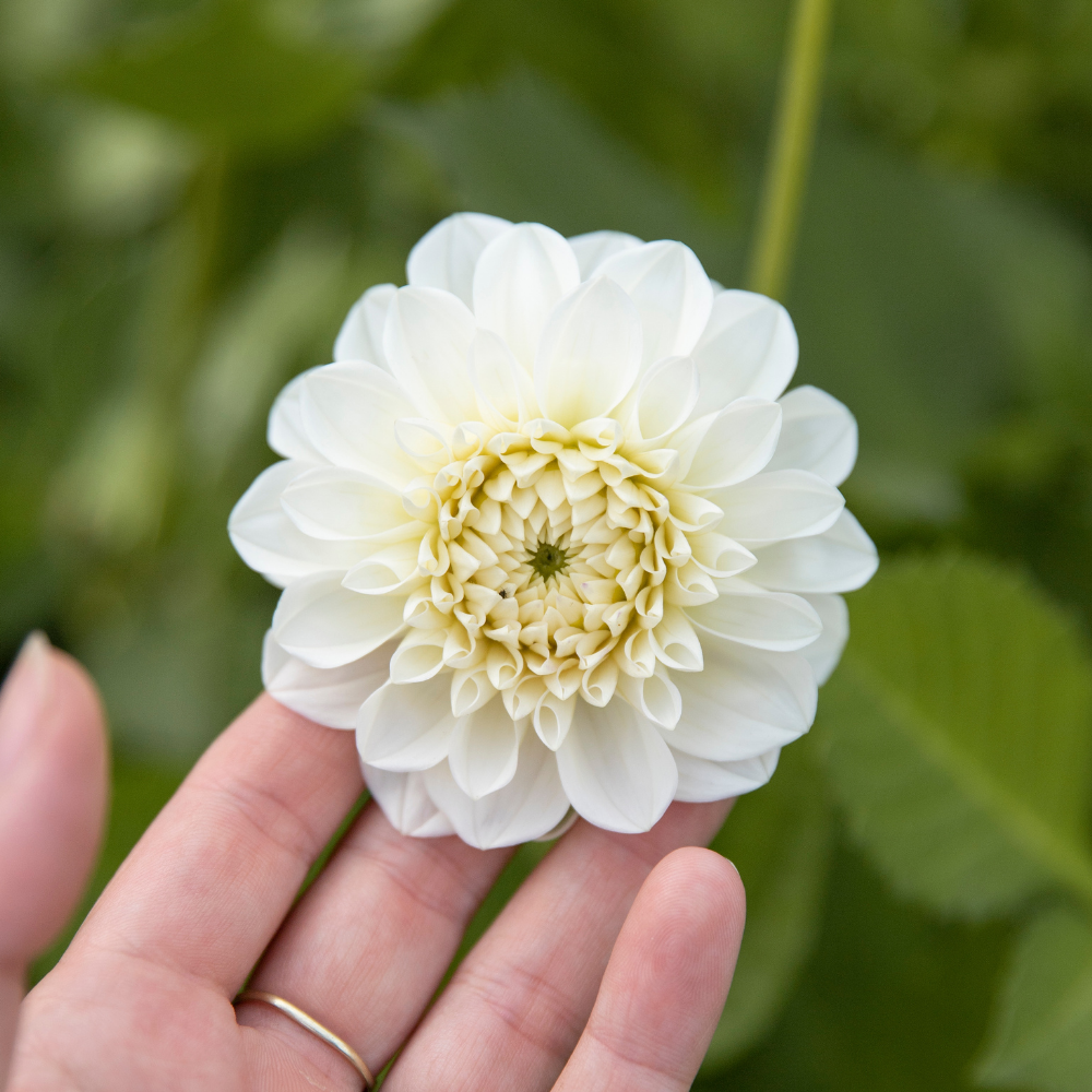 Dahlia pakket XXXXL pakket (met al onze 56 soorten)