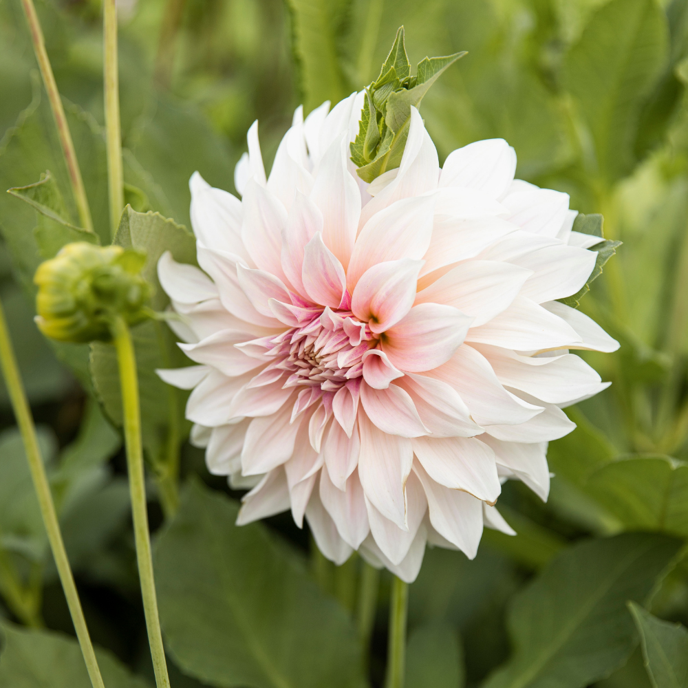Dahlia 'Café au Lait'