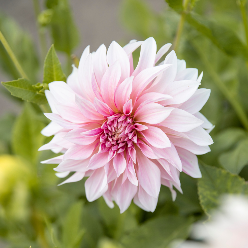 Dahlia 'Café au Lait'