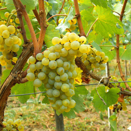 Wijnstok Chardonnay