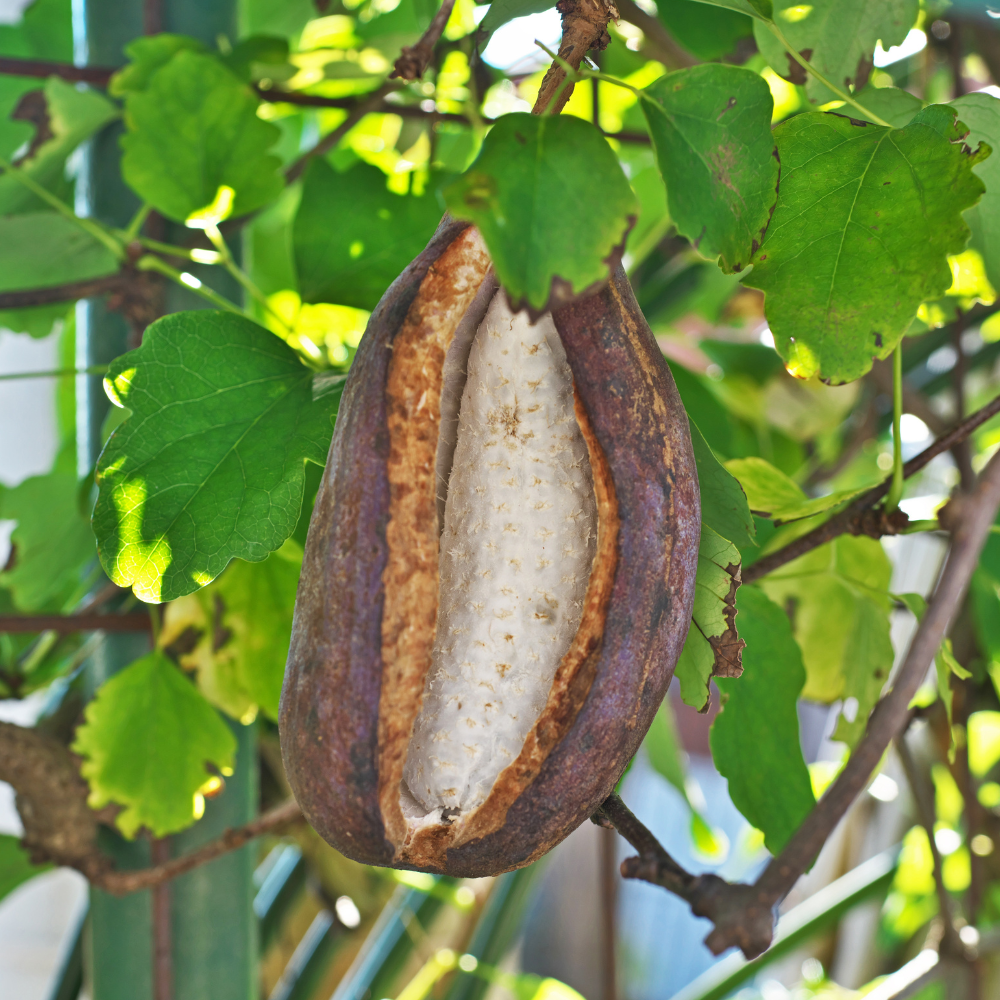 Low-stemmed sweet chestnut tree BIO
