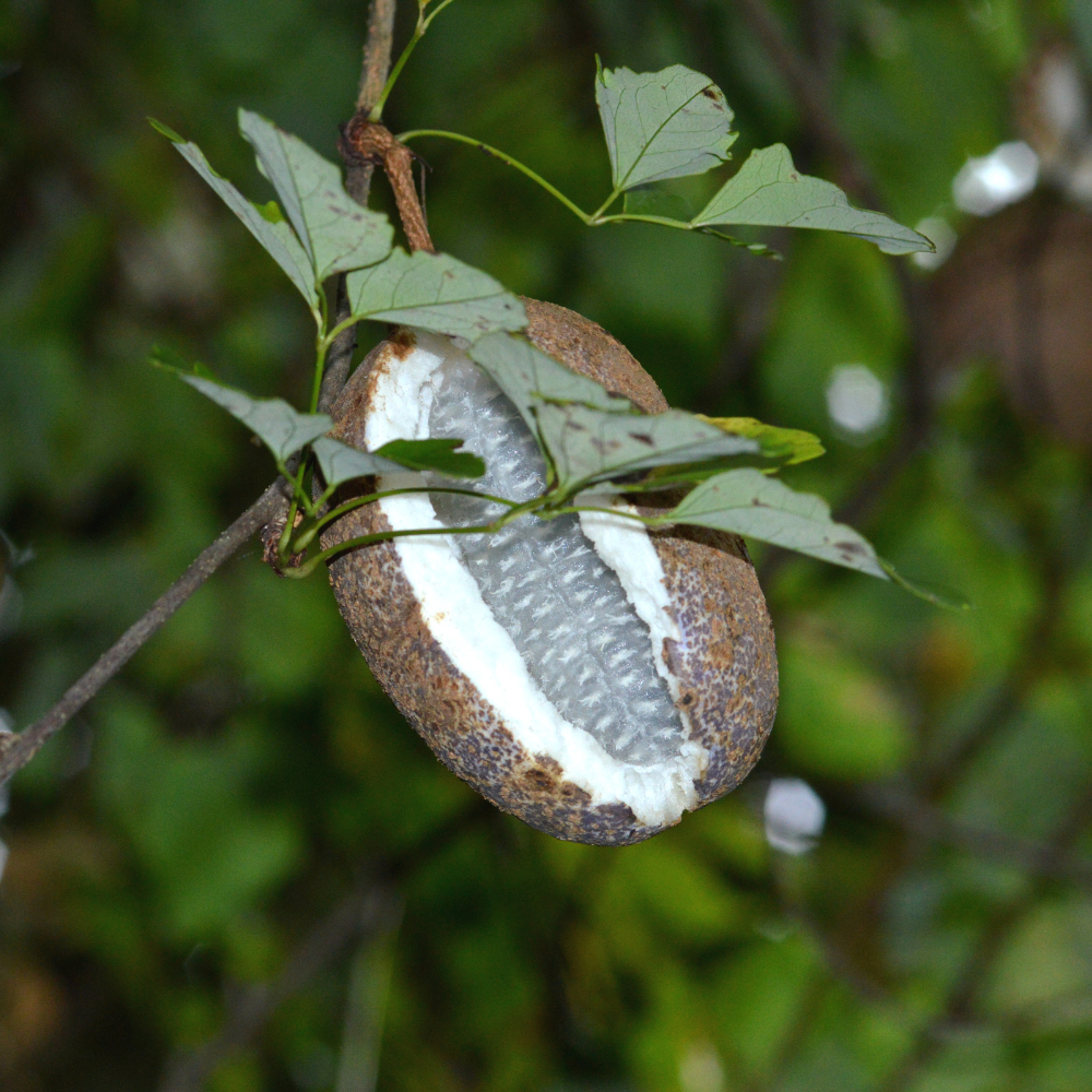 Low-stemmed sweet chestnut tree BIO