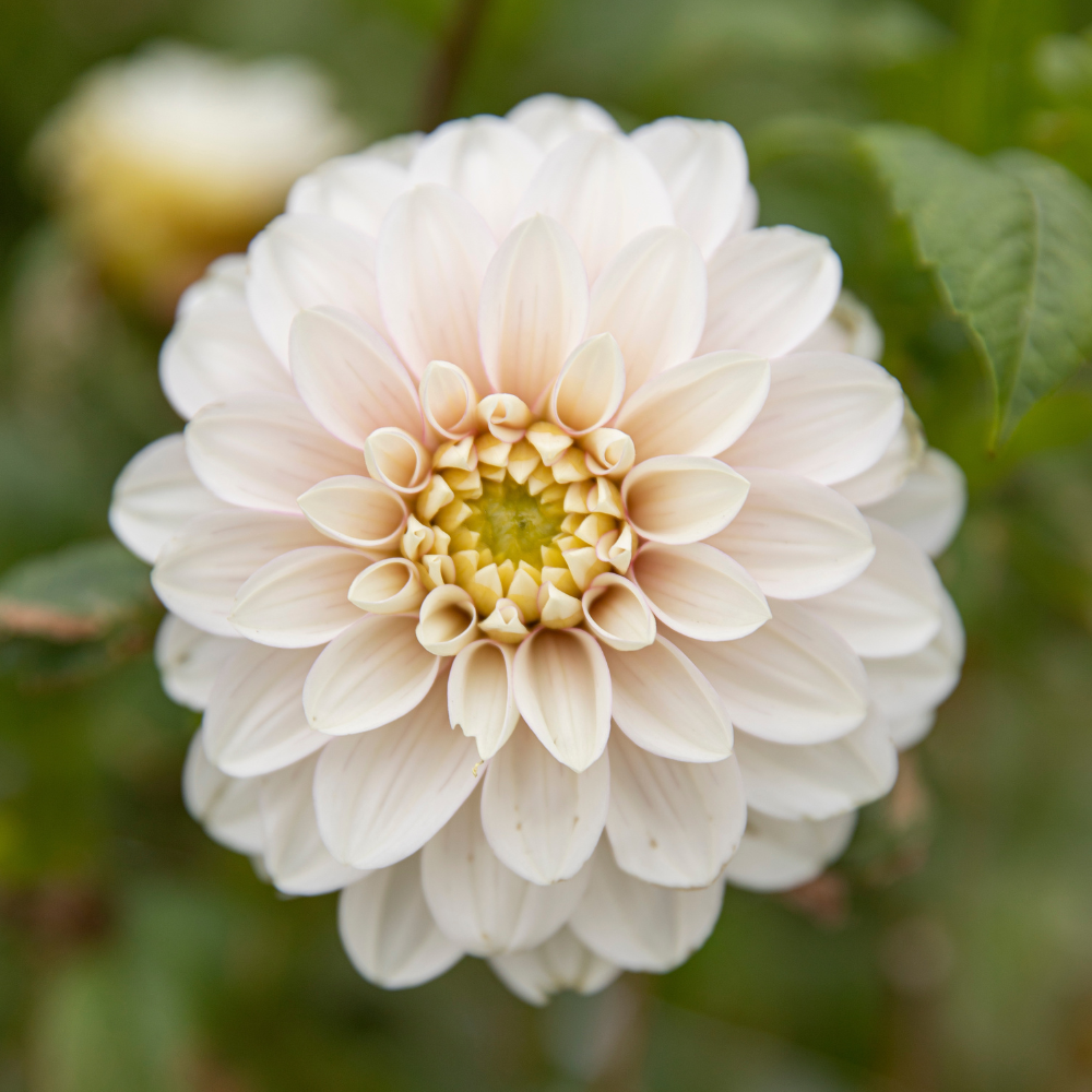 Dahlia pakket 'Torenhoge Schoonheden'