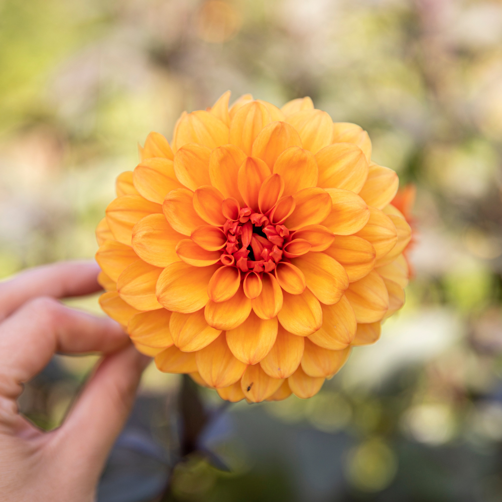 Dahlia pakket XXXXL pakket (met al onze 56 soorten)
