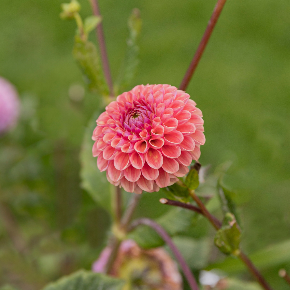 Dahlia 'Isabel'