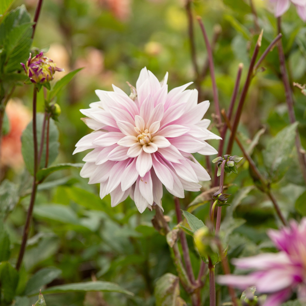 Dahlia 'Labyrinth Twotone'