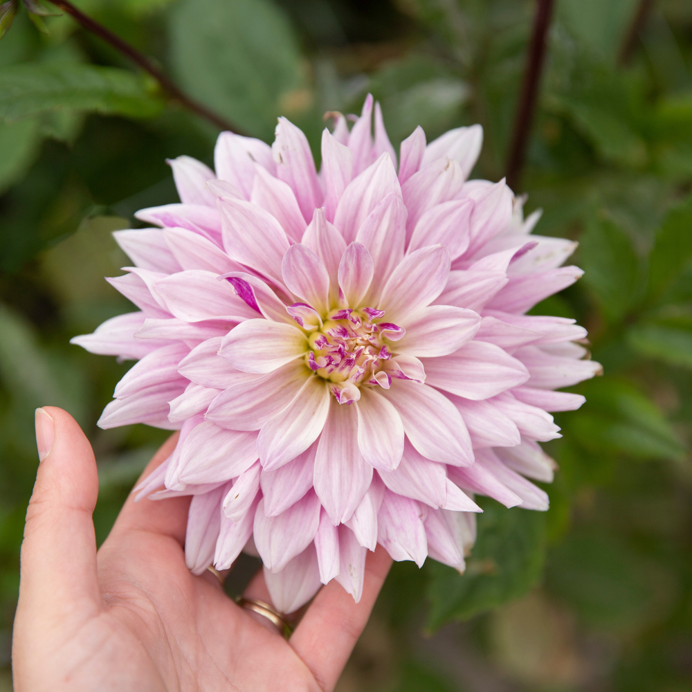 Dahlia 'Labyrinth Twotone'