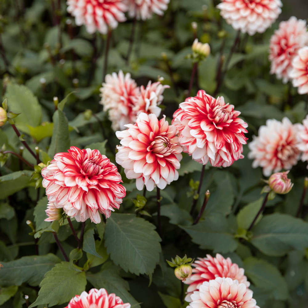 Dahlia 'Larry's Love' BIO