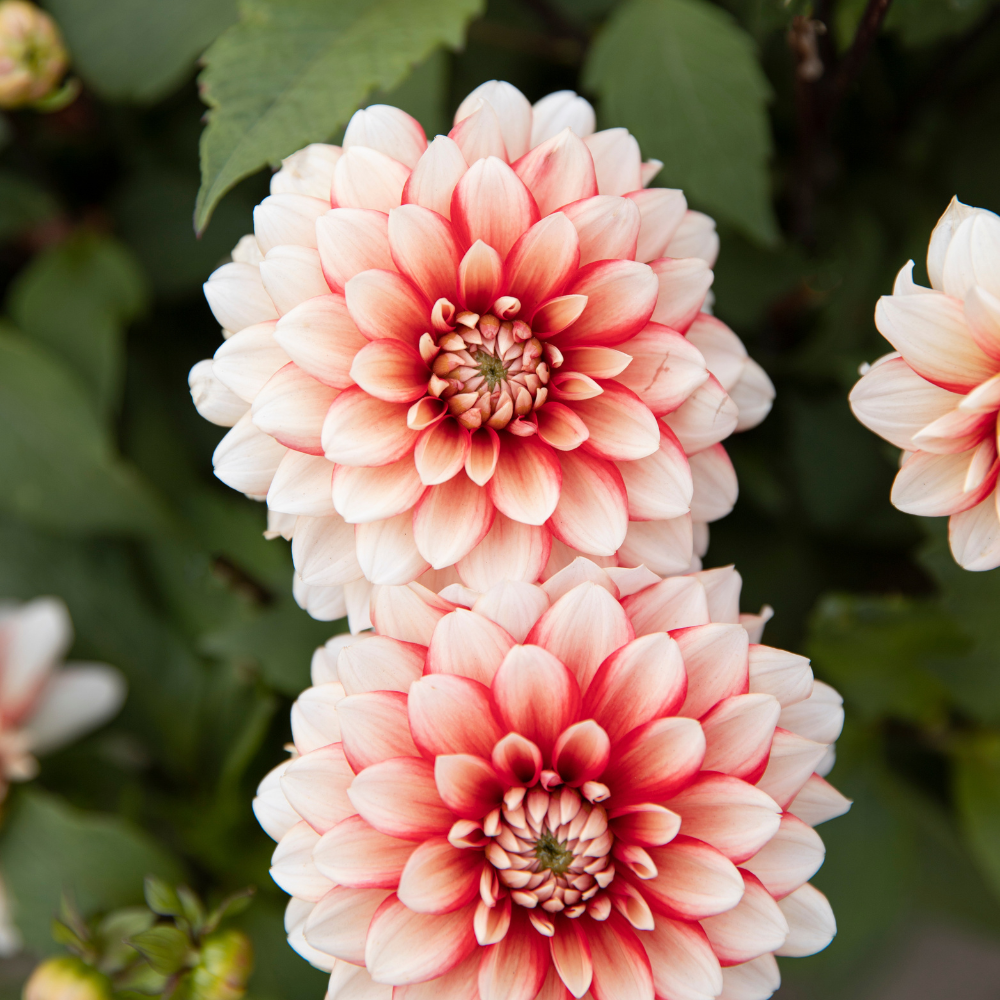 Dahlia 'Larry's Love' BIO